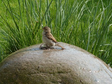 Gartenimpressionen